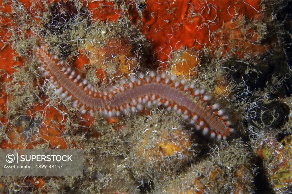 Bearded fireworm on coral reef. Hermodice carunculata. Curacao, Netherlands Antilles