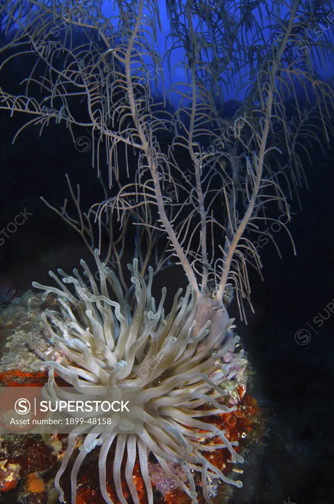 Reef scene with giant anenome and gorgonian. Condylactis gigantea. Curacao, Netherlands Antilles . Digital Photo (vertical). .