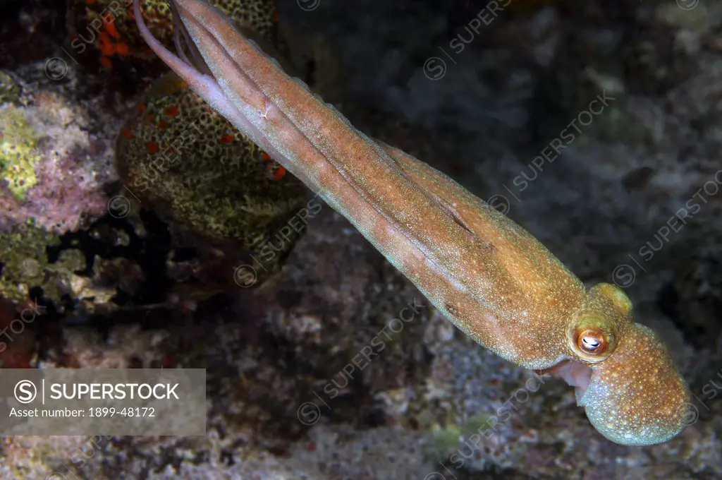 Foraging Caribbean reef octopus. Octopus briareus. Curacao, Netherlands Antilles