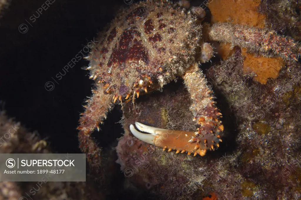 Channel clinging crab foraging at night. Mithrax spinosissimus. Also known as reef spider crab, spiny spider crab, coral crab and king crab. Curacao, Netherlands Antilles