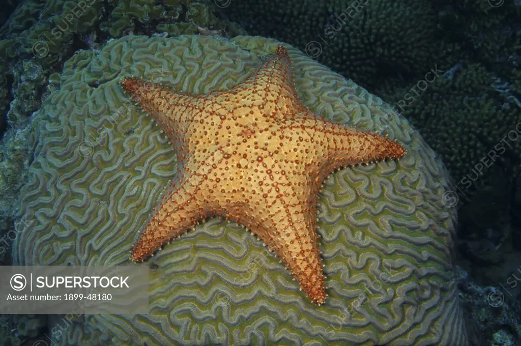 Cushion sea star on symmetrical brain coral. Oreaster reticulatus, Diploria strigosa. Sea star approximately 12 inches wide. Curacao, Netherlands Antilles
