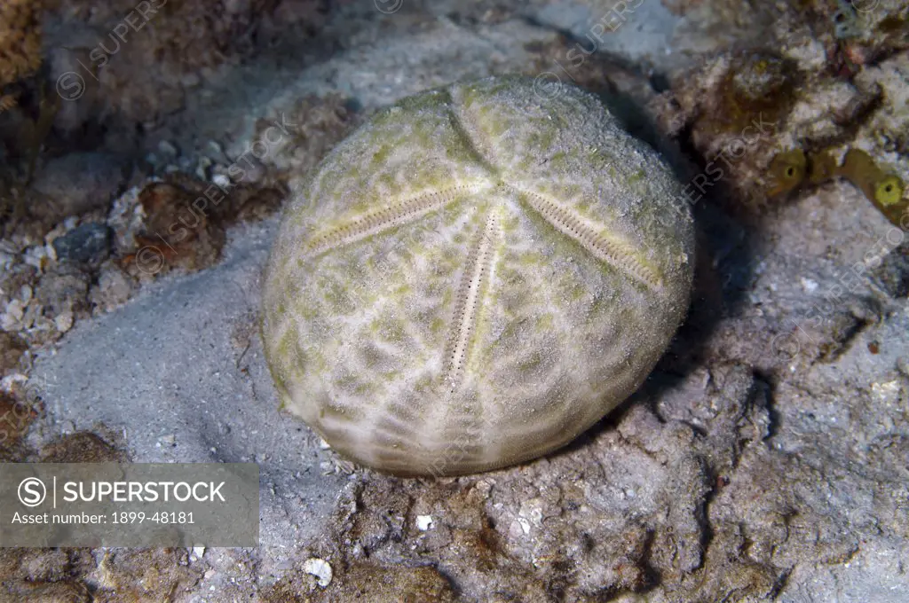 Skeletal remains of a heart urchin. Meoma ventricosa. Curacao, Netherlands Antilles