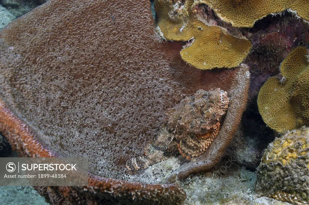 Scorpionfish lying in barrel sponge. Scorpaena plumieri. Curacao, Netherlands Antilles