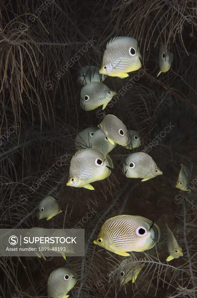 Large school of foureye butterflyfish in gorgonian on night dive. Chaetodon capistratus. Foureye butterflyfish aggregation not fully understood, possibly group spawn. Curacao, Netherlands Antilles