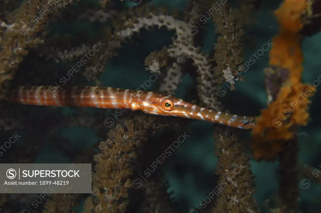Trumpetfish juvenile with red color in gorgonian. Aulostomus maculatus. Approximately 6 inches long. Curacao, Netherlands Antilles
