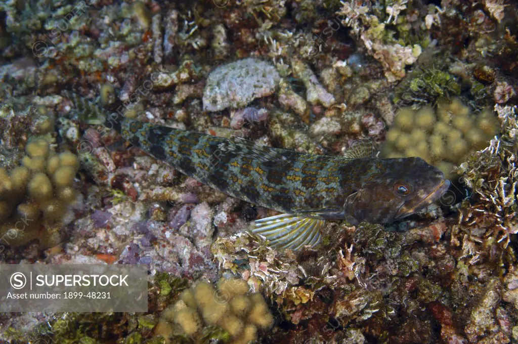 Sand diver camouflaged into coral reef bottom. Synodus intermedius. Curacao, Netherlands Antilles
