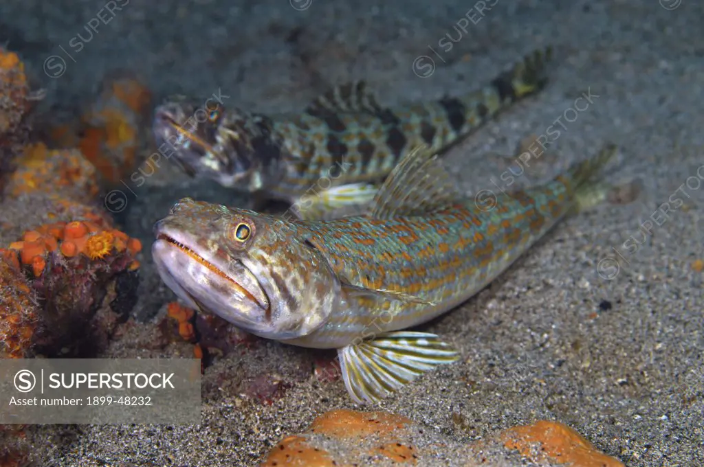 Two sand diver fish in different color patterns. Synodus intermedius. Curacao, Netherlands Antilles