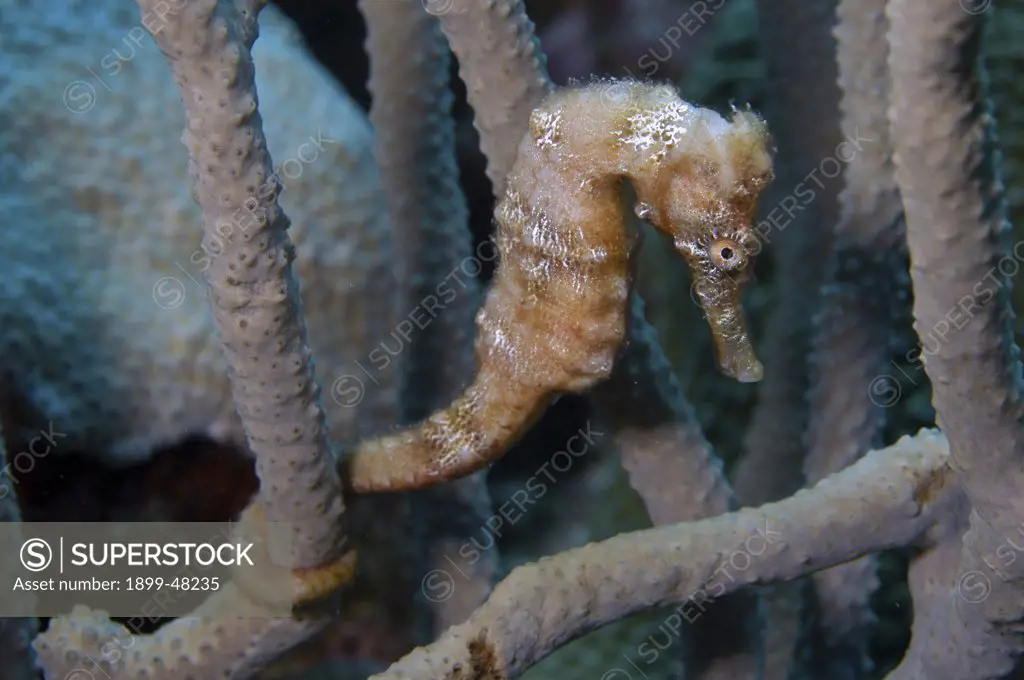 Longsnout seahorse on gorgonian. Hippocampus reidi. Also known as slender seahorse. Curacao, Netherlands Antilles