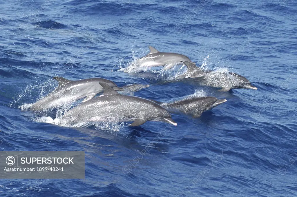 Pod of pantropical spotted dolphins on the move. Stenella attenuata. Characteristic white-tipped lips evident. Young dolphin at top of group has not yet developed these spots. Curacao, Netherlands Antilles
