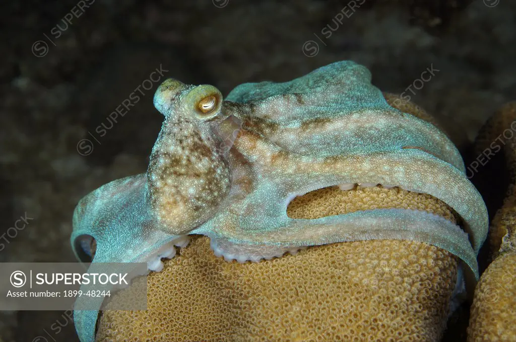Caribbean reef octopus out at night hunting over coral reef. Octopus briareus. Curacao, Netherlands Antilles