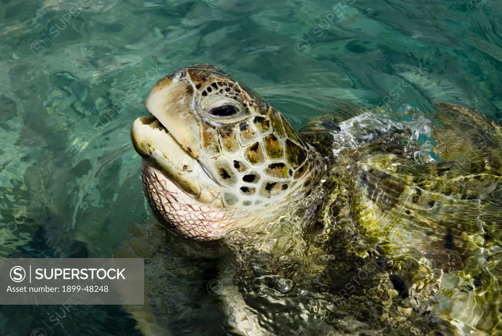 Loggerhead turtle at the surface to breathe. Caretta caretta. Seaquarium, Curacao, Netherlands Antilles