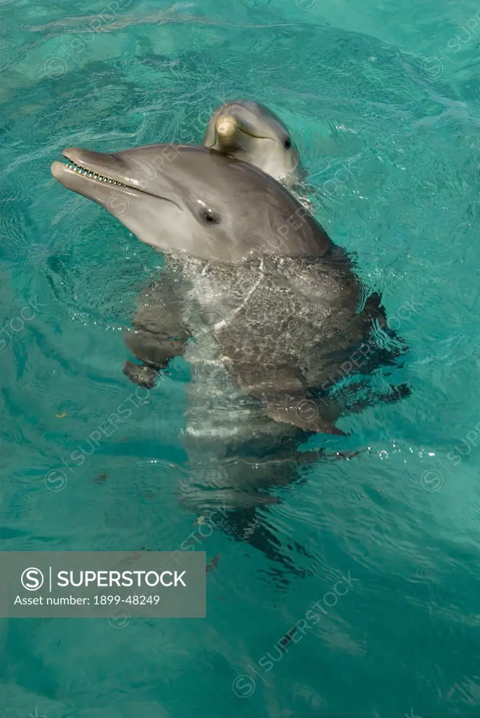 Bottlenose dolphin mother with calf peeking over her head. Tursiops truncatus. The baby, Li-na, is six months old. Dolphin Academy, Seaquarium, Curacao, Netherlands Antilles
