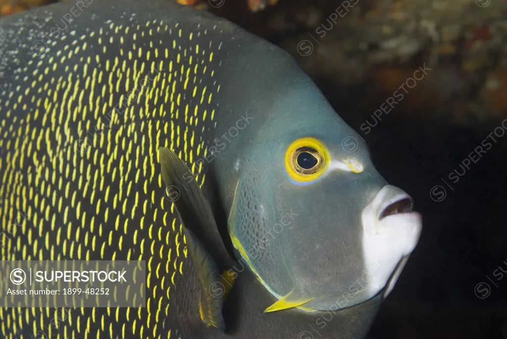 Face shot of French angelfish. Pomacanthus paru. Curacao, Netherlands Antilles