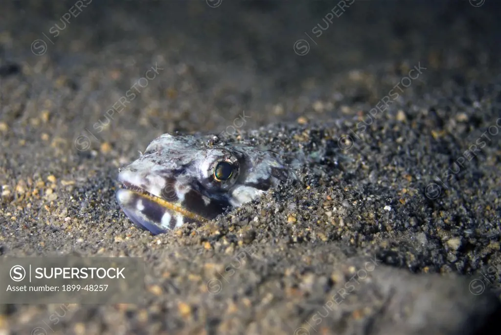 Sand diver camouflauged into sand. Synodus intermedius. Curacao, Netherlands Antilles