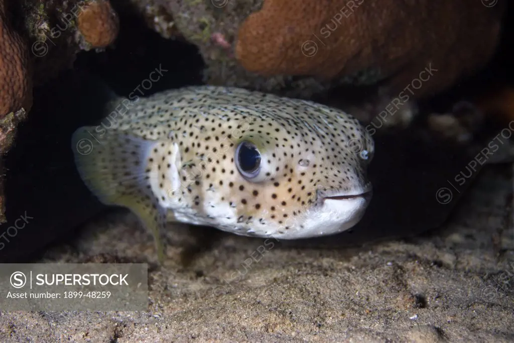 Porcupinefish on coral reef. Diodon hystrix. Curacao, Netherlands Antilles