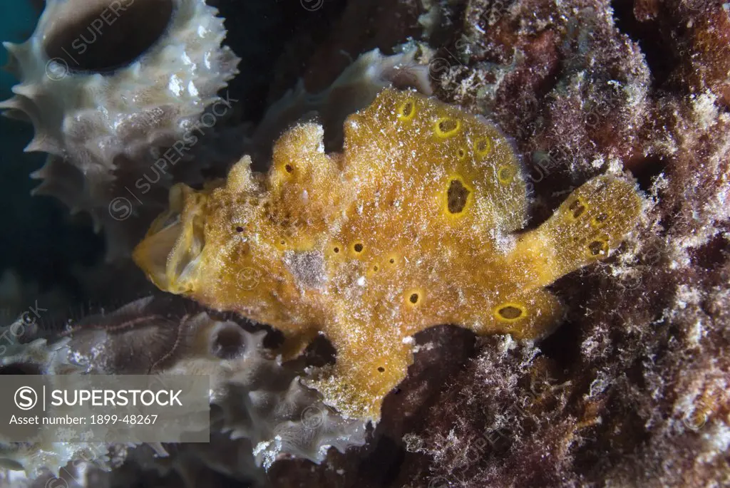 Longlure frogfish with mouth open, perhaps a yawn but more likely a territorial display. Antennarius multiocellatus. Bonaire, Netherlands Antilles