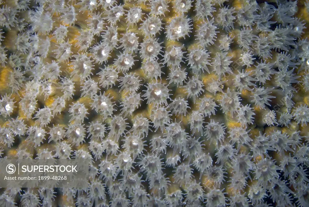 Close-up of giant star coral with open polyps. Montastraea cavernosa. Bonoaire, Netherlands Antilles