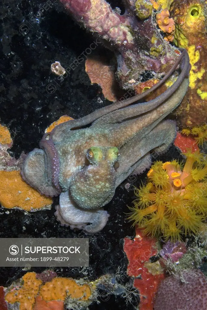 Caribbean reef octopus out on a coral pillar at night. Octopus briareus. Bonaire, Netherlands Antilles. . . .