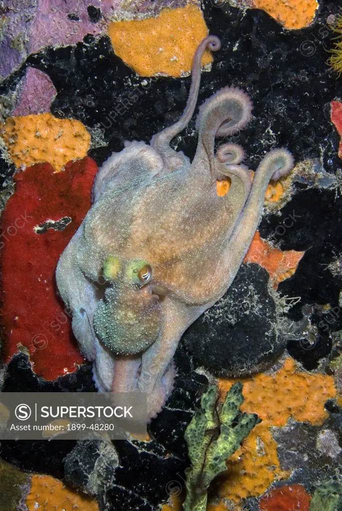 Caribbean reef octopus on coral pillar at night. Octopus briareus. Bonaire, Netherlands Antilles. . . .