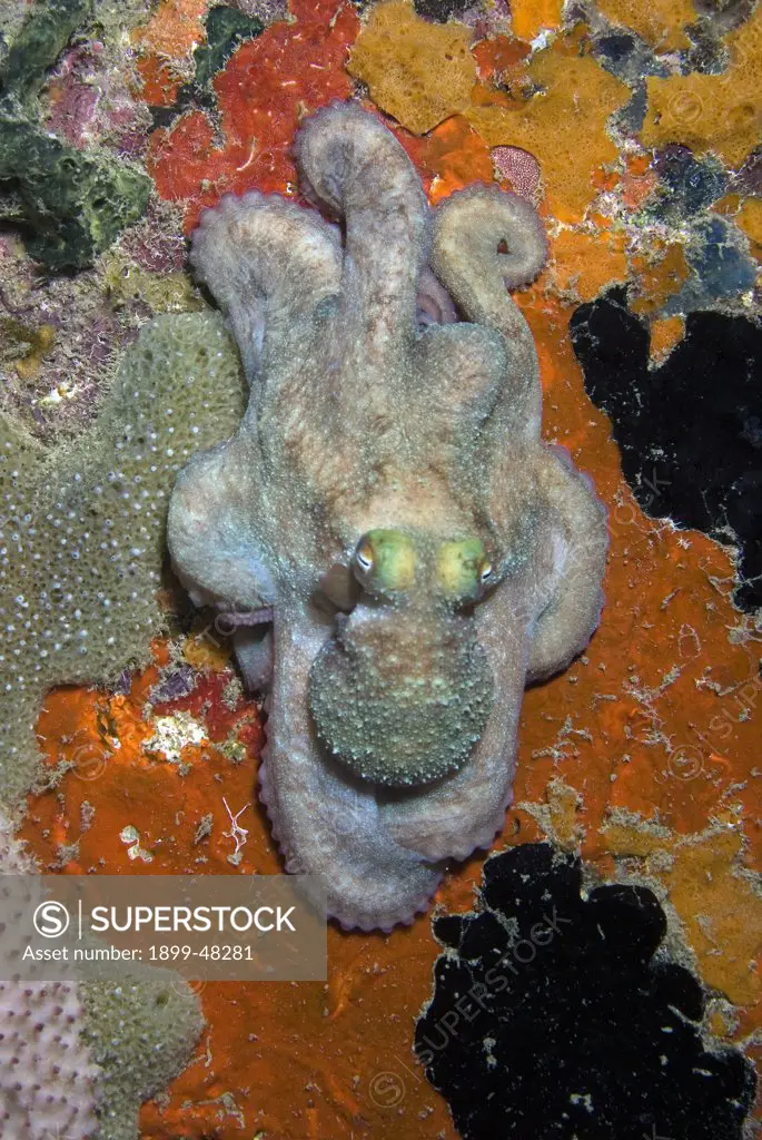 Caribbean reef octopus on sponge pillar at night. Octopus briareus. Bonaire, Netherlands Antilles. . . .