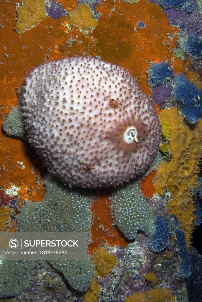 Black ball sponge on pillar. Ircinia strobilina. Bonaire, Netherlands Antilles. . . .
