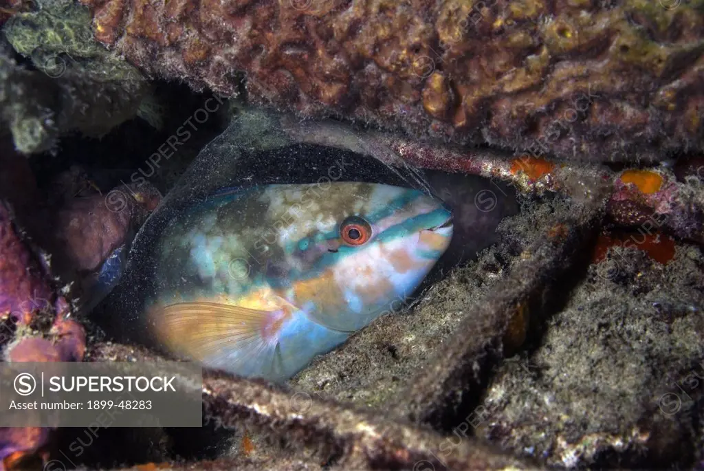 Princess parrotfish peering out from wreckage. Scarus taeniopterus. Bonaire, Netherlands Antilles. . . .