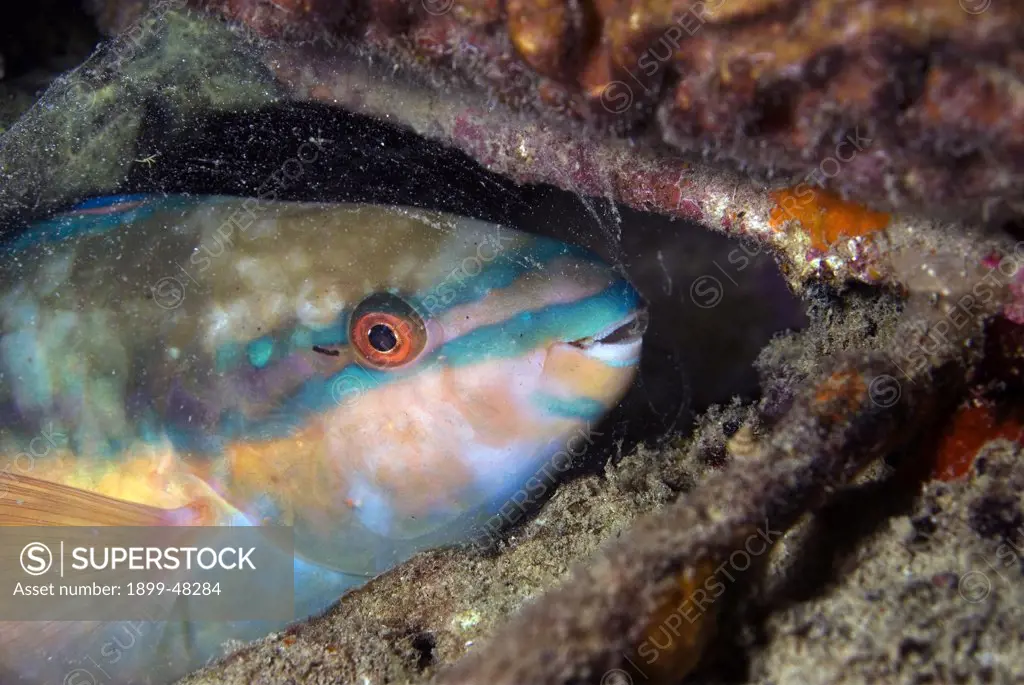 Princess parrotfish sleeping in mucous bubble at night. Scarus taeniopterus. Bonaire, Netherlands Antilles. . . .