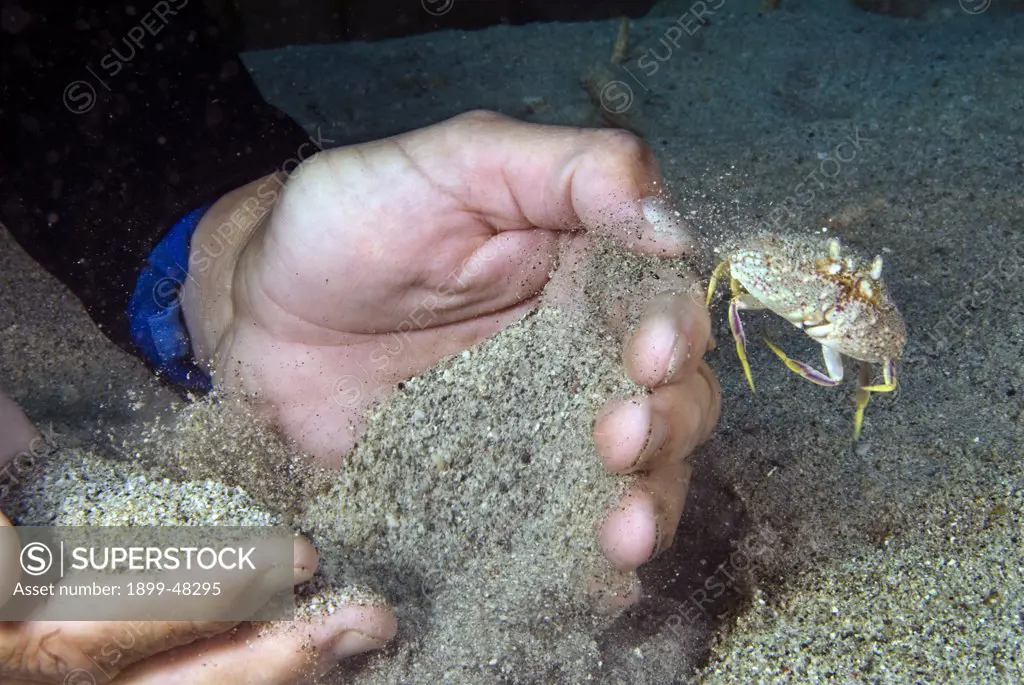 Rough box crab escaping from divers hands. Calappa gallus. Curacao, Netherlands Antilles. . . .
