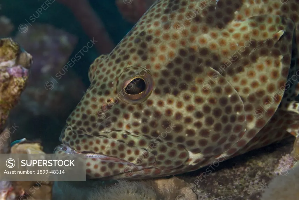 Rock hind face shot showing mottled color pattern. Epinephelus adscensionis. Bonaire, Netherlands Antilles. . . .