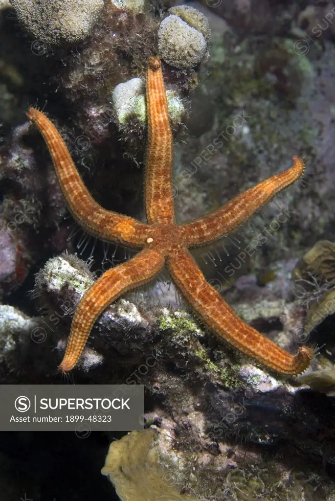 Comet star out on coral reef at night. Ophidiaster guildingii. Curacao, Netherlands Antilles. . . .