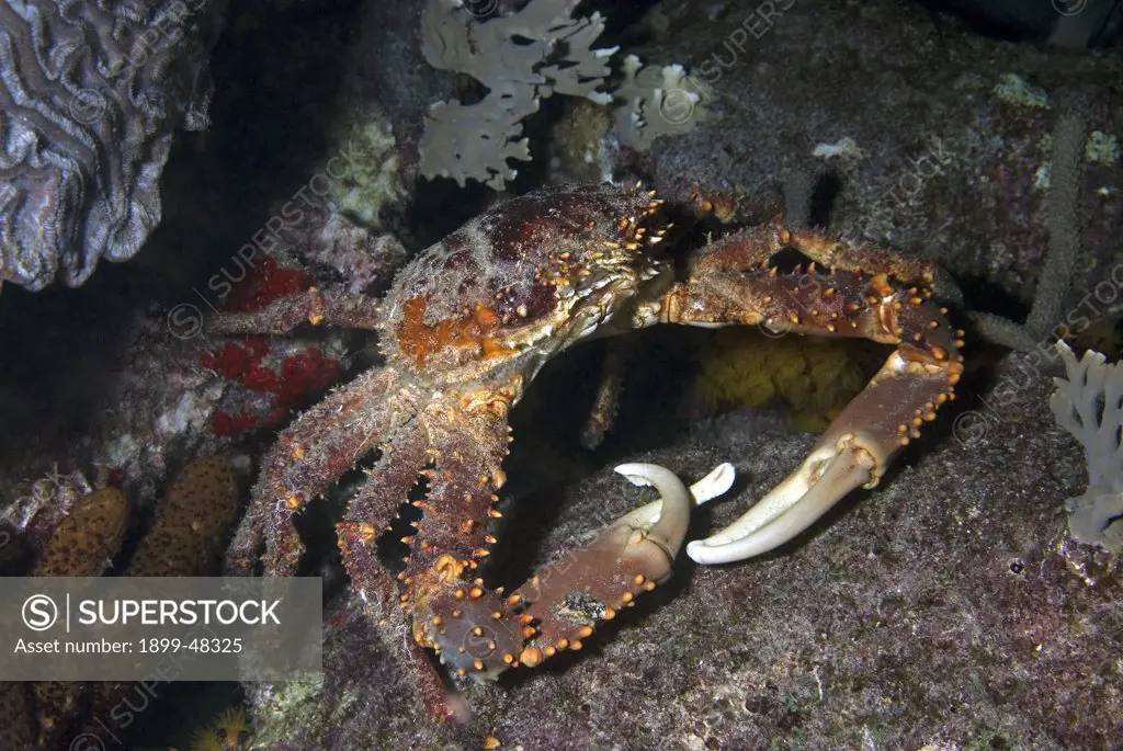 Forging channel clinging crab out at night. Mithrax spinosissimus. Also known as 'reef spider crab', 'spiny spider crab', 'coral crab', and 'king crab'. Curacao, Netherlands Antilles. . . .