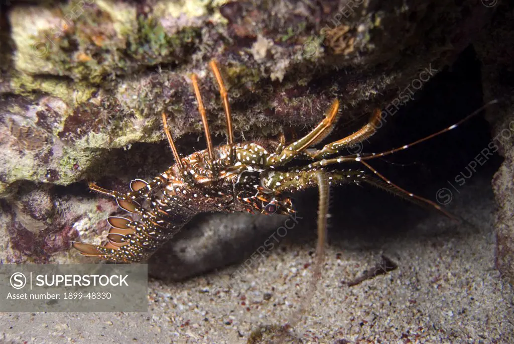 Spotted spiny lobster crawling underneath a ledge. Panulirus guttatus. Curacao, Netherlands Antilles. . . .