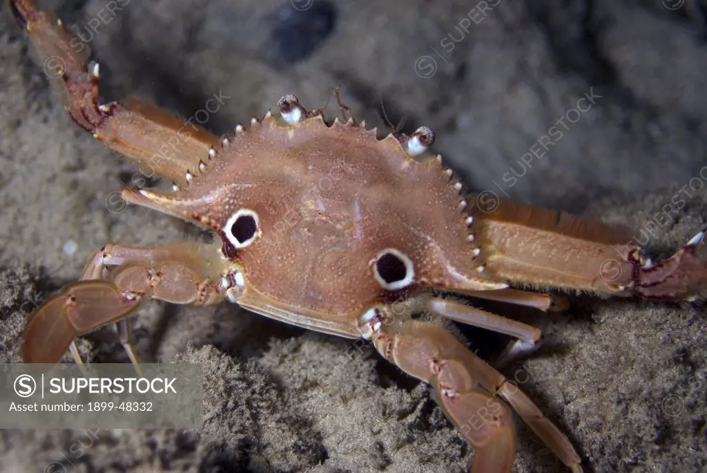 Dorsal view of ocellate swimming crab showing ringed spots on carapace. Portunus sebae. Curacao, Netherlands Antilles. . . .