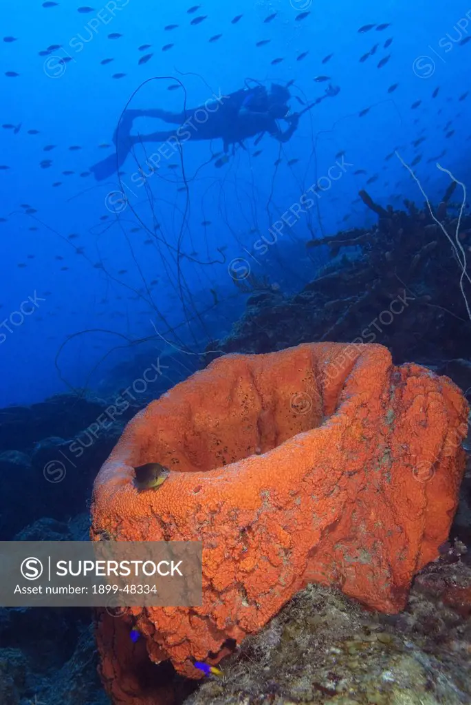 Diver silhouette over orange elephant ear sponge on coral reef. Agelas clathrodes. Curacao, Netherlands Antilles. . . .