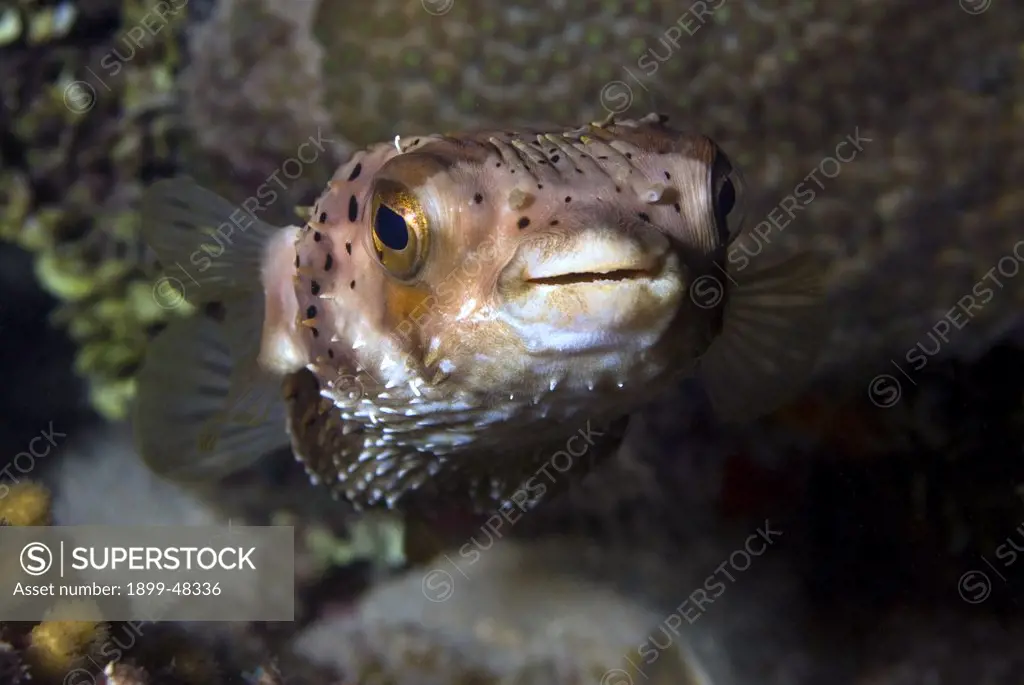 Face shot of balloonfish. Diodon holocanthus. Curacao, Netherlands Antilles. . . .