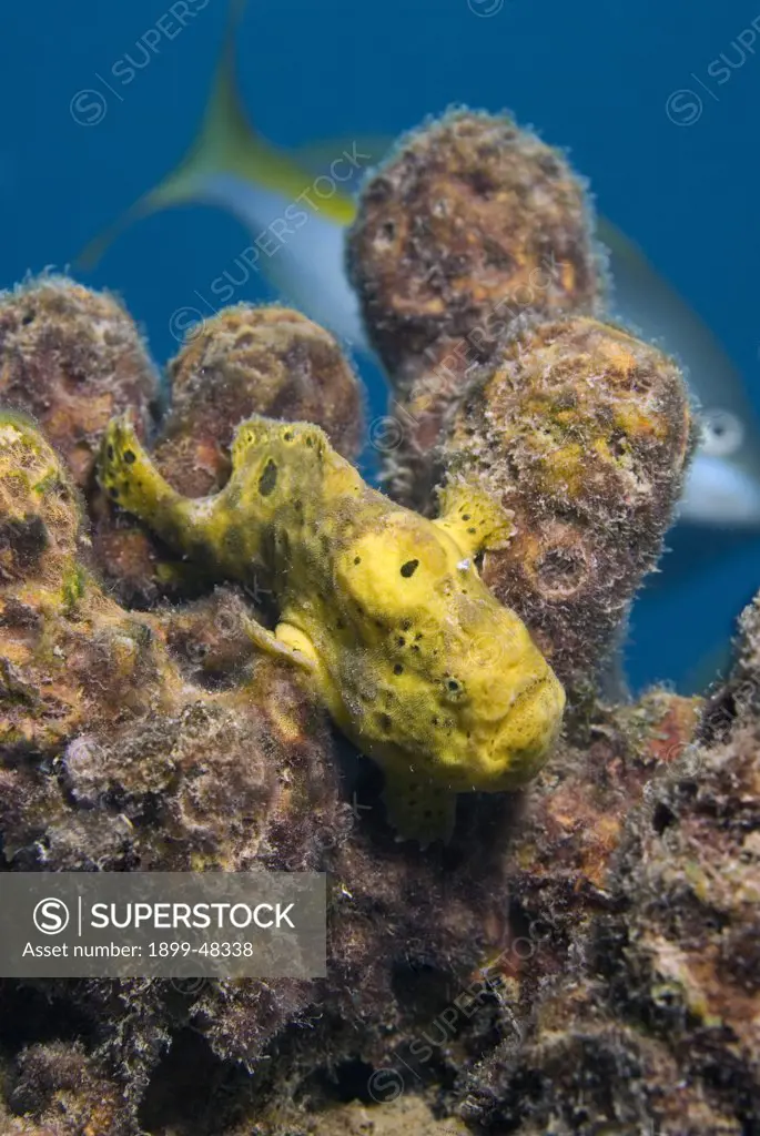 Yellow longlure frogfish among sponges. Antennarius multiocellatus. Curacao, Netherlands Antilles. . . .