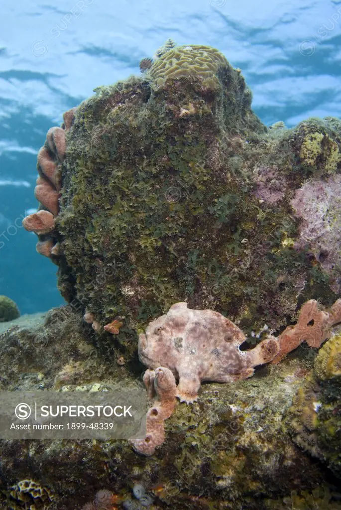 Pink longlure frogfish on sunken tugboat camouflaged within pink sponges. Antennarius multiocellatus. Curacao, Netherlands Antilles. . . .