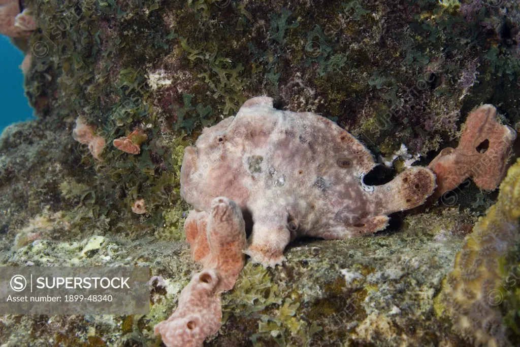 Pink longlure frogfish on reef ledge camouflaged within pink sponges. Antennarius multiocellatus. Curacao, Netherlands Antilles. . . .