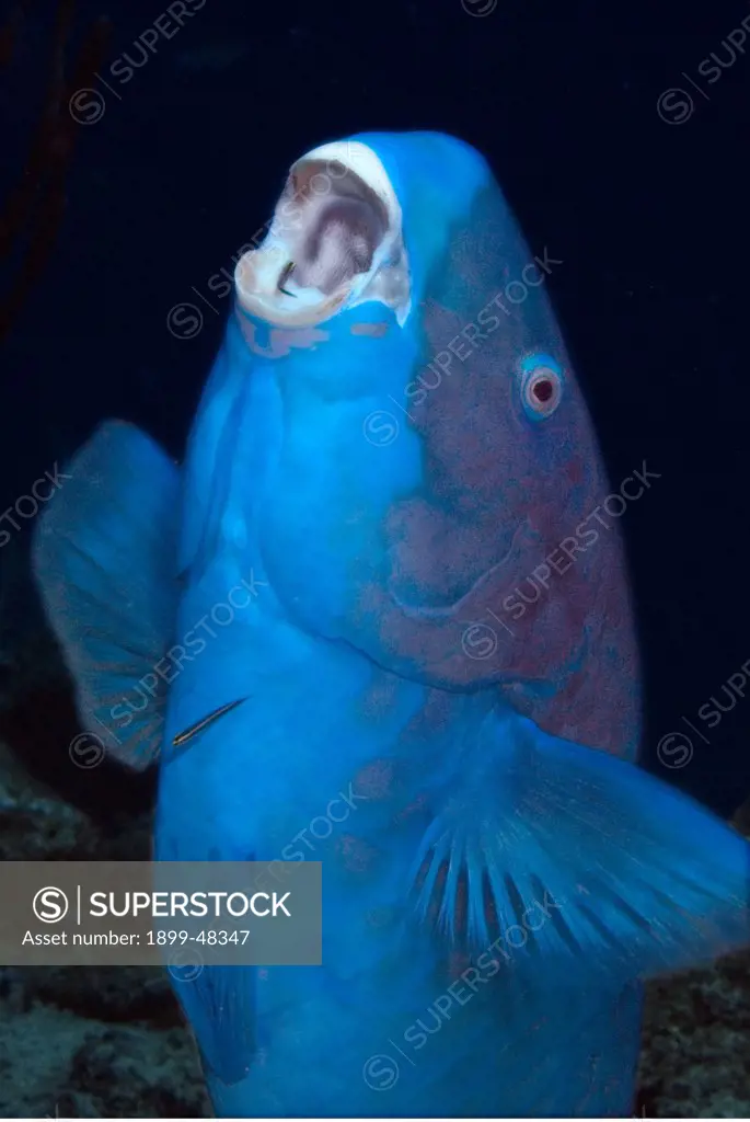 Blue parrotfish in vertical position with mouth open, ready to have parasites removed by cleaner fish. Scarus coeruleus. Curacao, Netherlands Antilles. . . .
