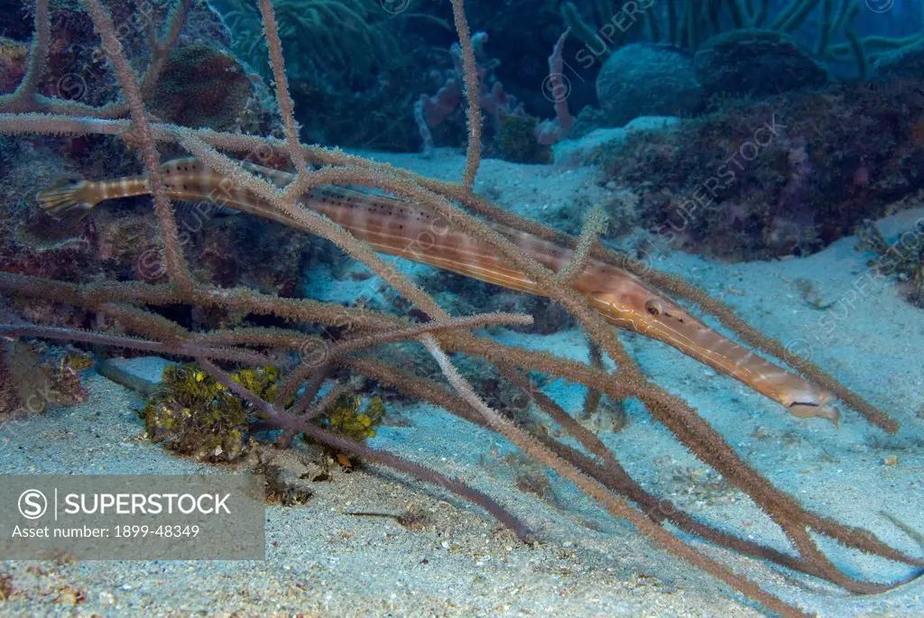 Trumpetfish blending into gorgonian. Aulostomus maculatus. Curacao, Netherlands Antilles. . . .
