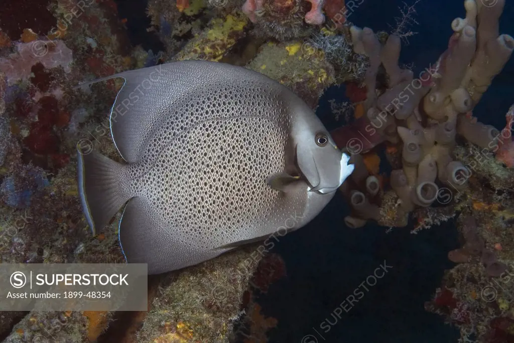 Gray angelfish. Pomacanthus arcuatus. Curacao, Netherlands Antilles. . . .