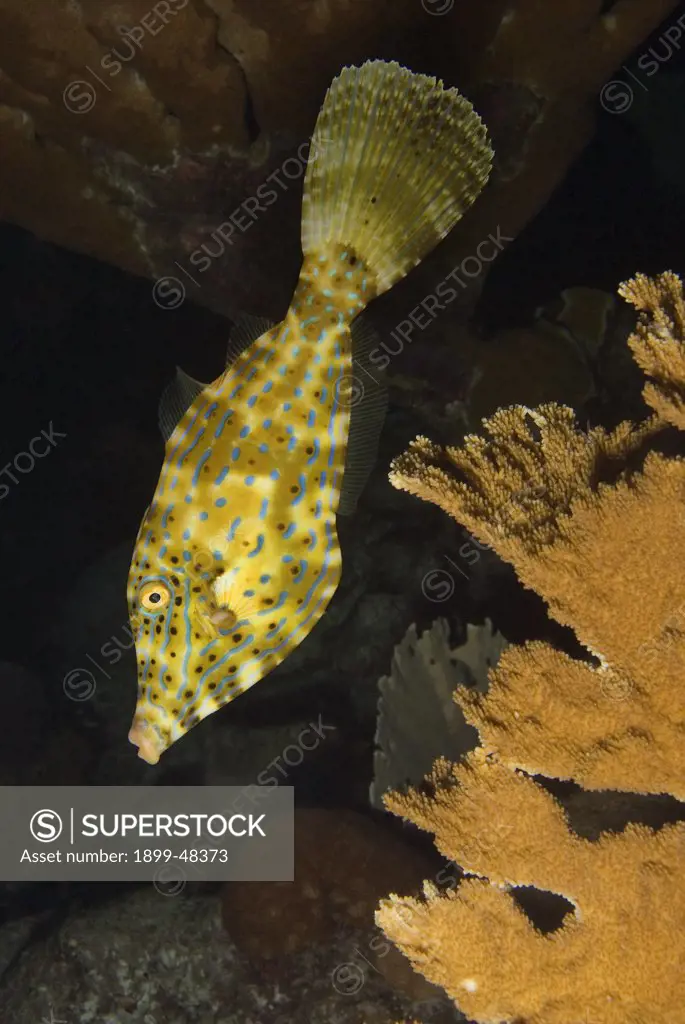 Portrait of scrawled filefish in soft lighting. Aluterus scriptus. Curacao, Netherlands Antilles. . . .