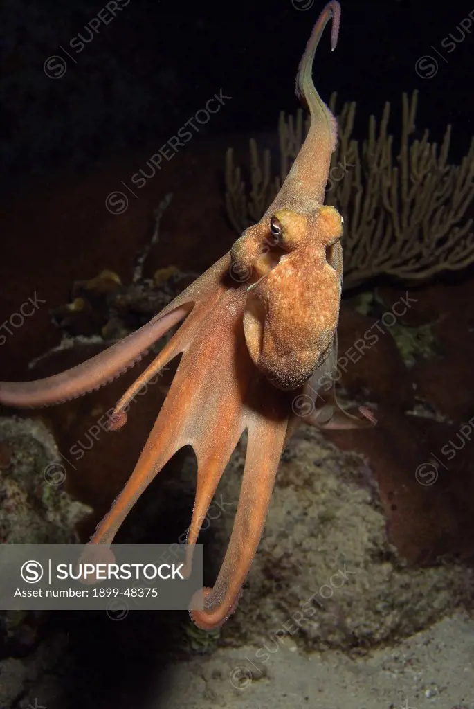 Free swimming Caribbean reef octopus. Ocotpus briareus. Curacao, Netherlands Antilles. . . .