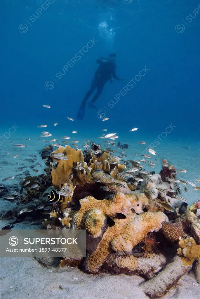 Silhouette of a scuba diver behind a healthy young coral reef community. Homo sapiens. Curacao, Netherlands Antilles. . . Model Release: yes