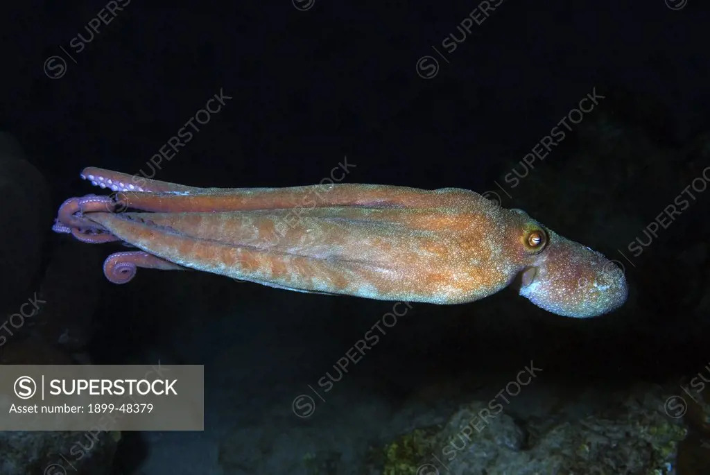 Free swimming Caribbean reef octopus out at night. Octopus briareus. Curacao, Netherlands Antilles. . . .