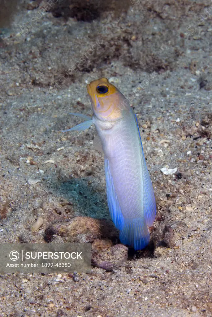 Angelic-like yellowhead jawfish at entrance of burrow. Opistognathus aurifrons. Curacao, Netherlands Antilles. . . .