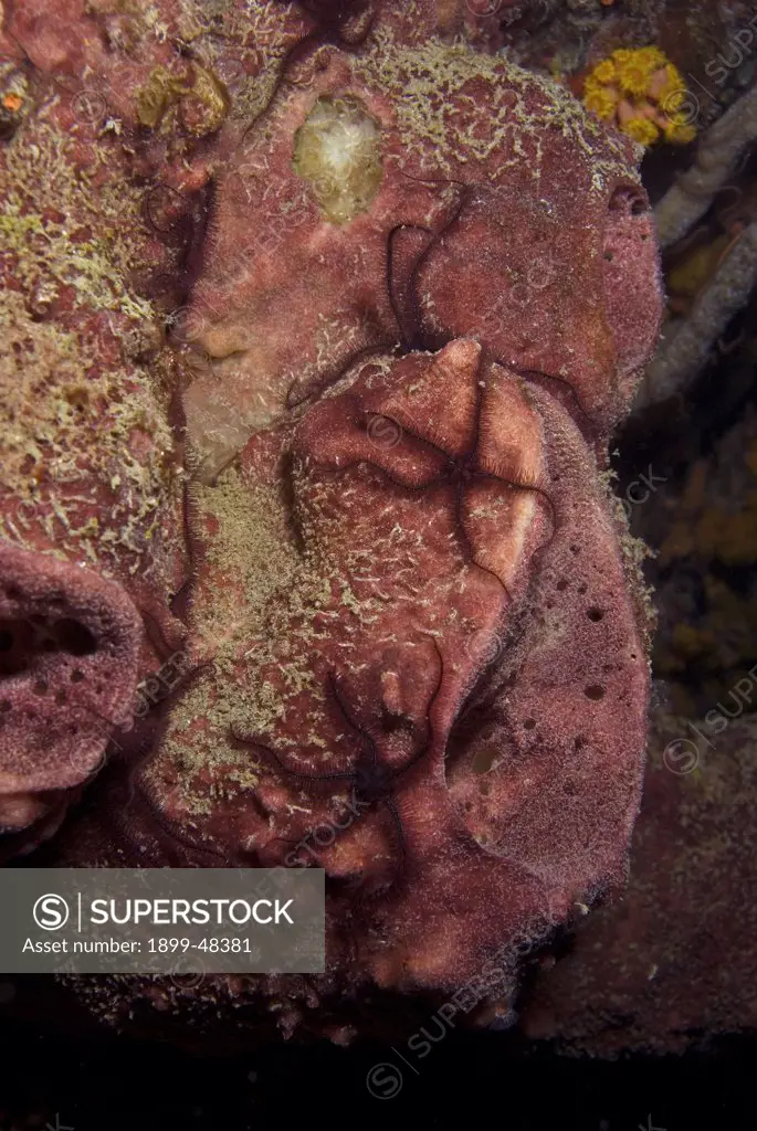 Sponge brittle stars out feeding at night. Ophiothrix suensonni. Superior Producer, Curacao, Netherlands Antilles. . . .