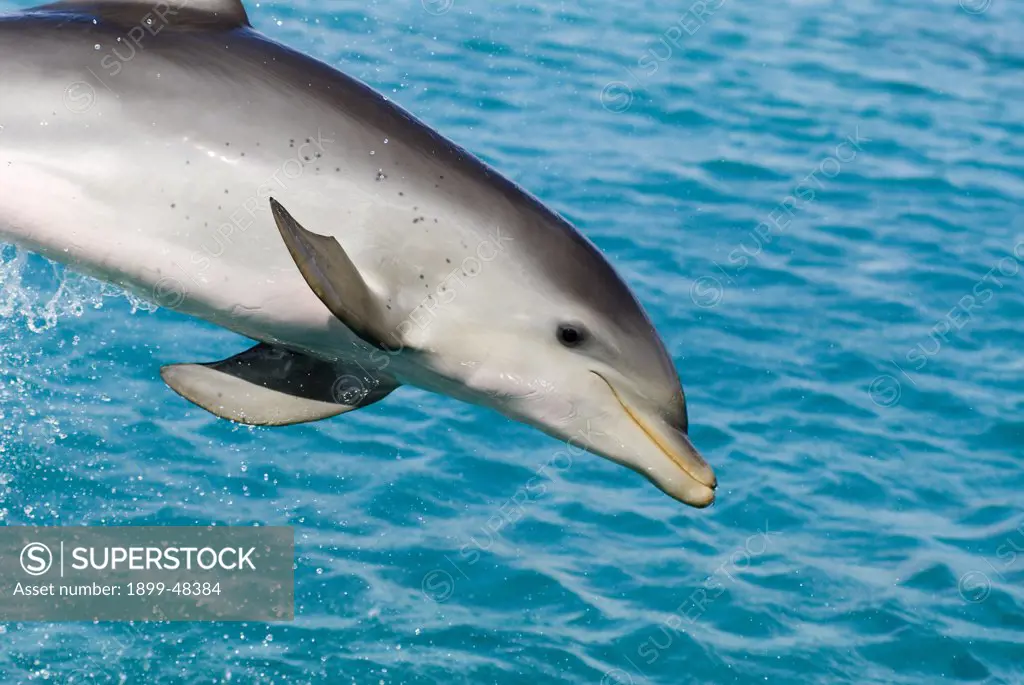 Bottlenose dolphin calf at six months. Tursiops truncatus. Dolphin Academy, Seaquarium, Curacao, Netherlands Antilles. . . .