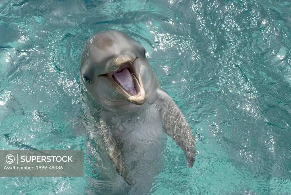 Bottlenose dolphin calf, smiling big, at six months. Tursiops truncatus. Dolphin Academy, Seaquarium, Curacao, Netherlands Antilles. . . .