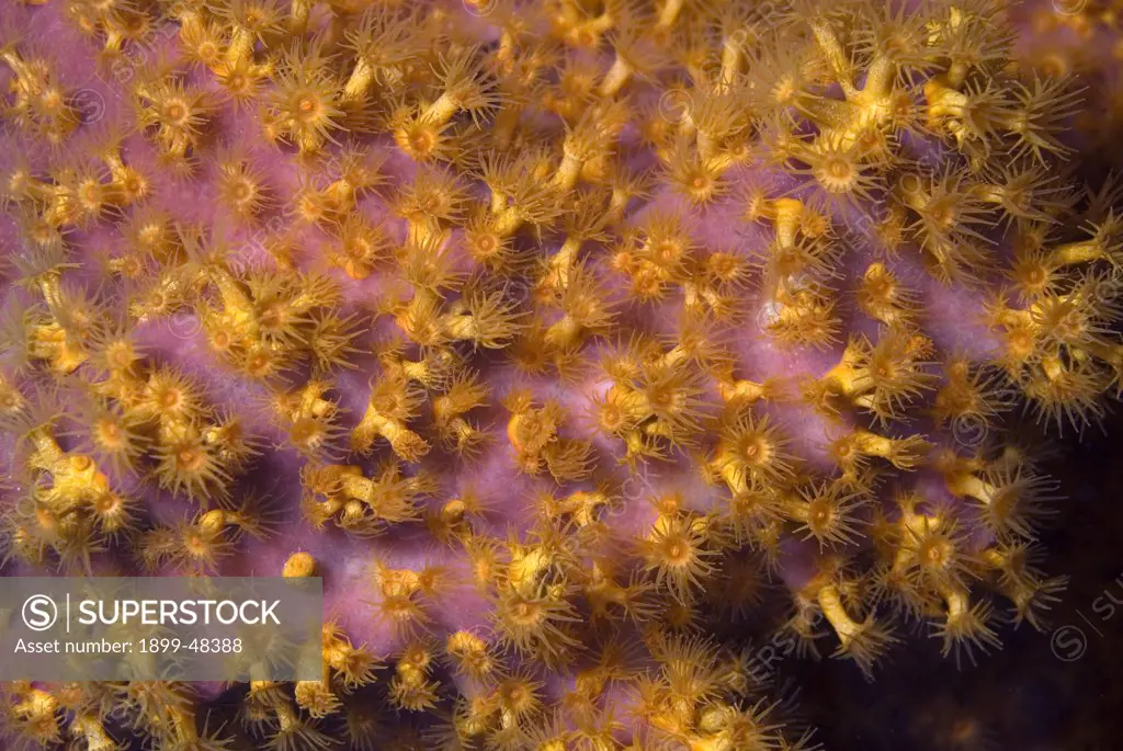 Close-up shot of golden zoanthid with open polyps. Parazoanthus swiftii. Curacao, Netherlands Antilles. . . .